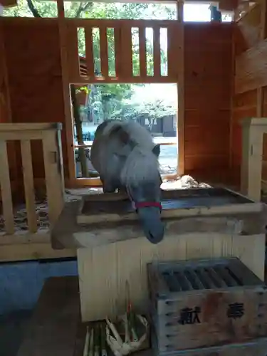 平塚八幡宮の動物