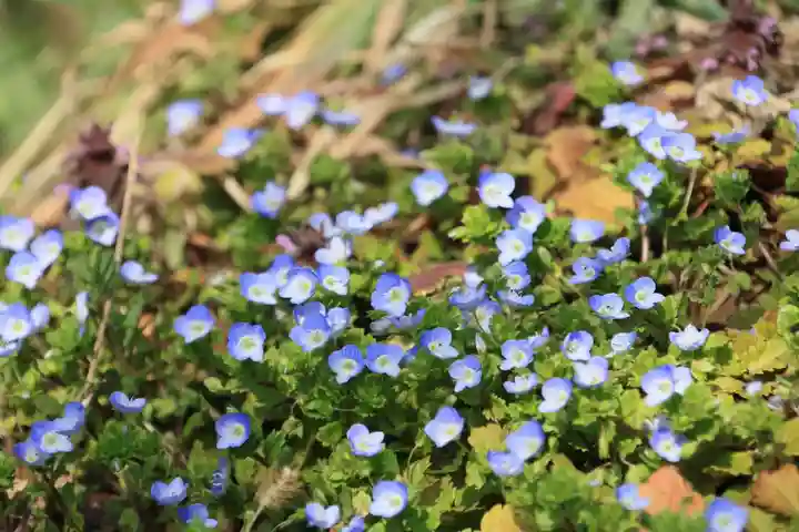 阿久津「田村神社」(郡山市阿久津町)旧社名:伊豆箱根三嶋三社の自然
