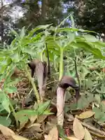 息栖神社の自然