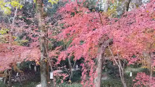 賀茂御祖神社（下鴨神社）の自然