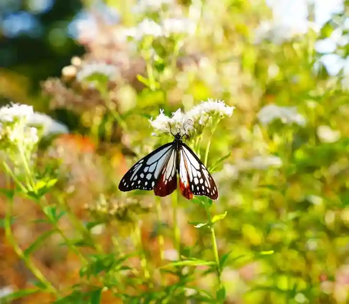 零羊崎神社の自然