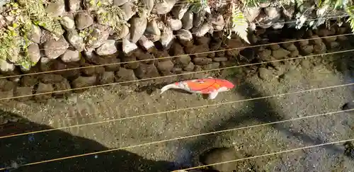 谷保天満宮の動物