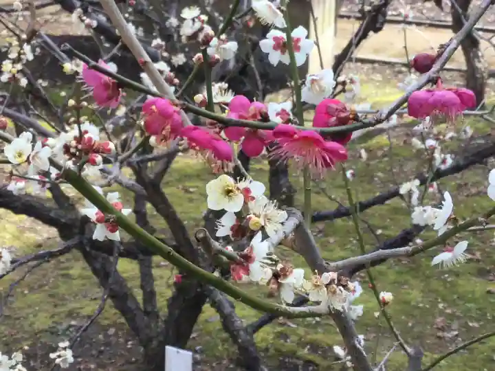 北野天満宮(京都府)