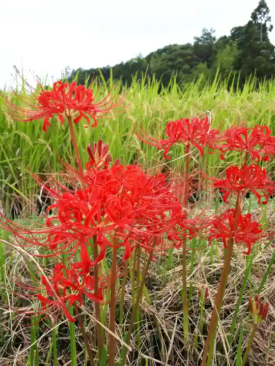 斑鳩神社の自然