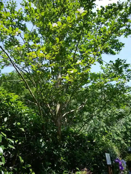 明月院(神奈川県)