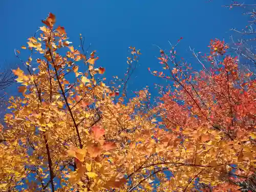 芝大神宮の自然