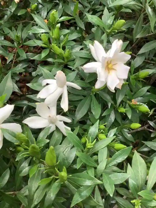 三輪神社の自然