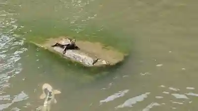 出雲大社北島国造館 出雲教(島根県)