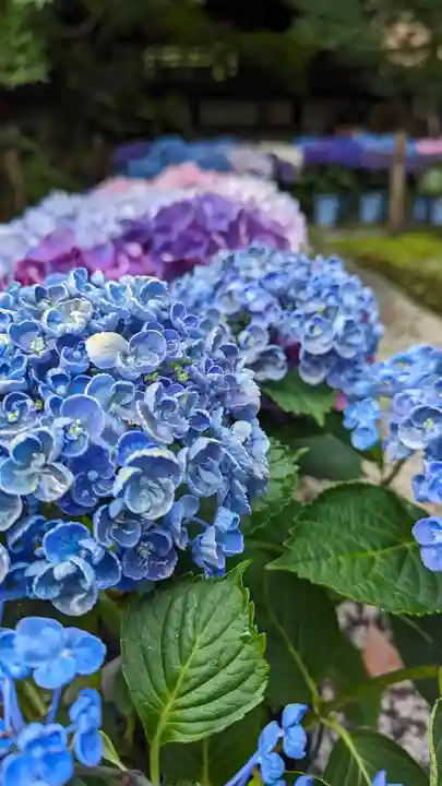 勝林寺(京都府)