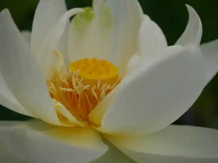 極楽山 浄土寺の自然