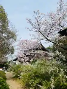 海龍王寺(奈良県)(2025年04月09日(水) 14時12分06秒投稿)