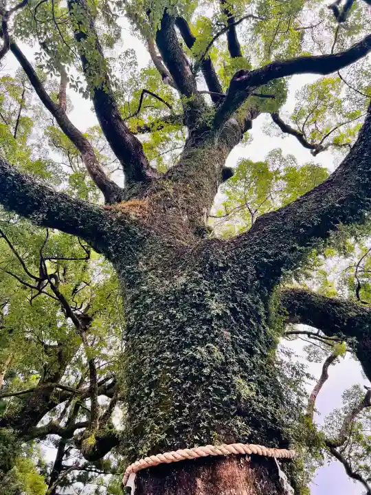 熊野那智大社の{uncategorized: "未分類", other: "その他", undefined: "問題あり", building: "その他建物", grave: "お墓", sacred_gate: "鳥居", guardian: "狛犬", statue: "像", buddha: "仏像", history: "歴史", nature: "自然", garden: "庭園", animal: "動物", pagoda: "塔", temizu: "手水舎", mountain_gate: "山門・神門", sanctuary: "本殿・本堂", subordinate: "末社・摂社", art: "芸術", scenery: "景色", jizo: "地蔵", ema: "絵馬", goshuin: "御朱印", omikuji: "おみくじ", items: "授与品その他", amulet: "お守り", goshuincho: "御朱印帳", eats: "食事", festival: "お祭り", votive_dance: "神楽", shichigosan: "七五三参", wedding: "結婚式", experience: "体験その他", initially: "初詣", around: "周辺", anti_infection: "感染症対策"}