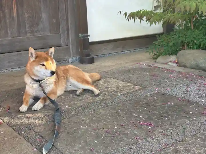 感通寺の{uncategorized: "未分類", other: "その他", undefined: "問題あり", building: "その他建物", grave: "お墓", sacred_gate: "鳥居", guardian: "狛犬", statue: "像", buddha: "仏像", history: "歴史", nature: "自然", garden: "庭園", animal: "動物", pagoda: "塔", temizu: "手水舎", mountain_gate: "山門・神門", sanctuary: "本殿・本堂", subordinate: "末社・摂社", art: "芸術", scenery: "景色", jizo: "地蔵", ema: "絵馬", goshuin: "御朱印", omikuji: "おみくじ", items: "授与品その他", amulet: "お守り", goshuincho: "御朱印帳", eats: "食事", festival: "お祭り", votive_dance: "神楽", shichigosan: "七五三参", wedding: "結婚式", experience: "体験その他", initially: "初詣", around: "周辺", anti_infection: "感染症対策"}