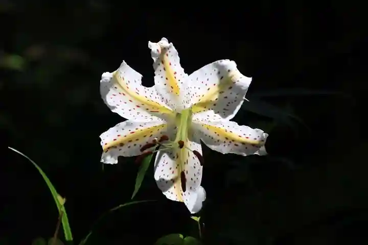 鹿島大神宮の自然