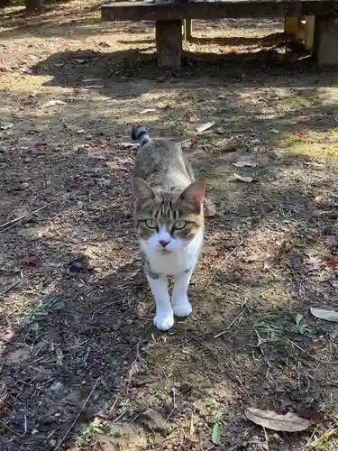 玉野御嶽神社の動物