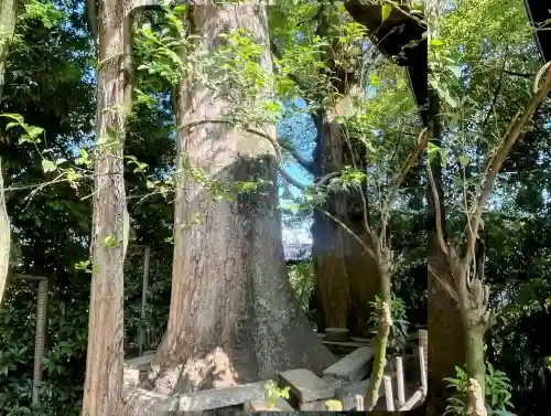 川越氷川神社の{uncategorized: "未分類", other: "その他", undefined: "問題あり", building: "その他建物", grave: "お墓", sacred_gate: "鳥居", guardian: "狛犬", statue: "像", buddha: "仏像", history: "歴史", nature: "自然", garden: "庭園", animal: "動物", pagoda: "塔", temizu: "手水舎", mountain_gate: "山門・神門", sanctuary: "本殿・本堂", subordinate: "末社・摂社", art: "芸術", scenery: "景色", jizo: "地蔵", ema: "絵馬", goshuin: "御朱印", omikuji: "おみくじ", items: "授与品その他", amulet: "お守り", goshuincho: "御朱印帳", eats: "食事", festival: "お祭り", votive_dance: "神楽", shichigosan: "七五三参", wedding: "結婚式", experience: "体験その他", initially: "初詣", around: "周辺", anti_infection: "感染症対策"}