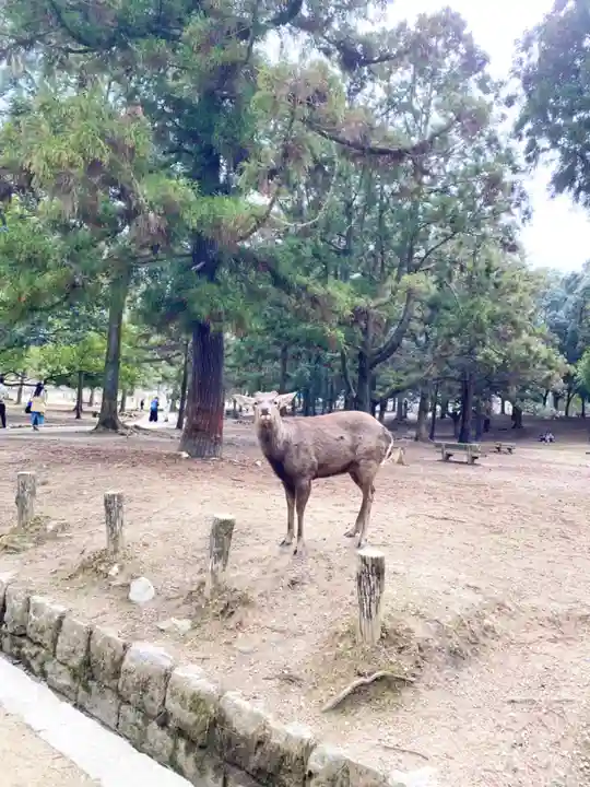 春日大社(奈良県)