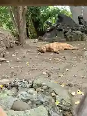 王子神社の動物