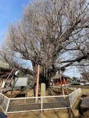千葉寺(千葉県)