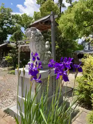羽束師坐高御産日神社の狛犬