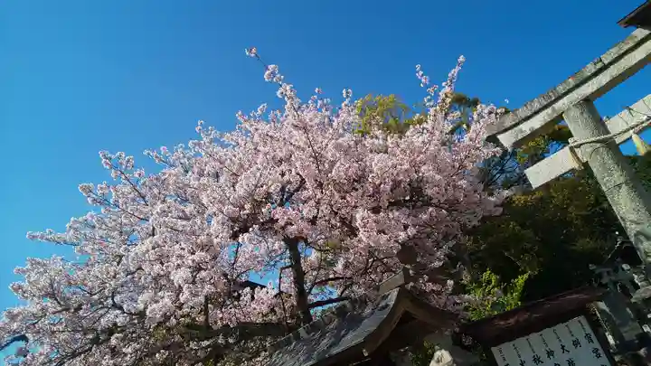 伊豆神社の自然