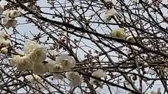 酒門神社の自然