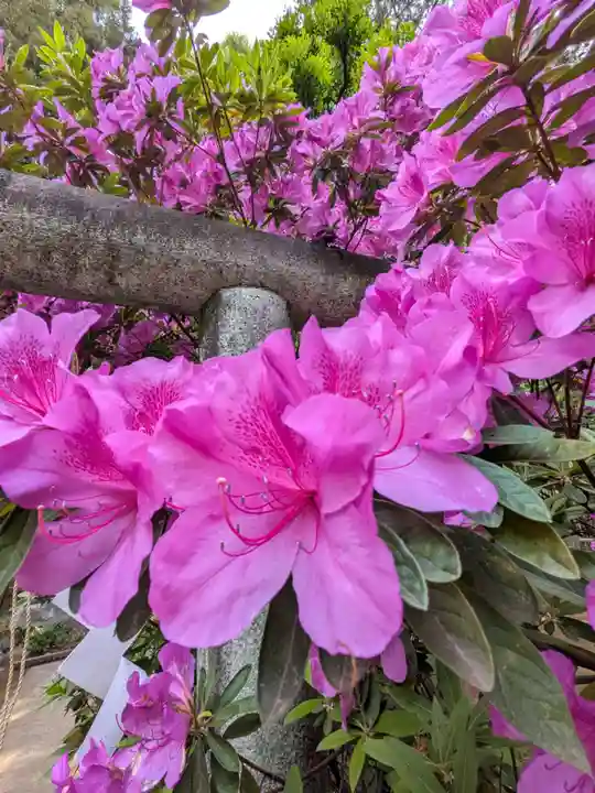鳩森八幡神社(東京都)