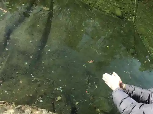 伊勢神宮内宮（皇大神宮）の動物