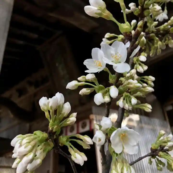 高司神社〜むすびの神の鎮まる社〜の自然