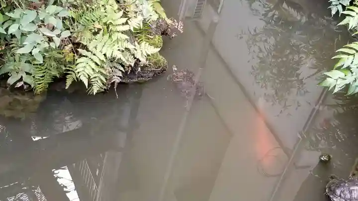 成田山七島不動尊の動物