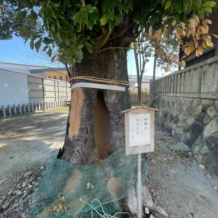 白山神社(松河戸町)の自然