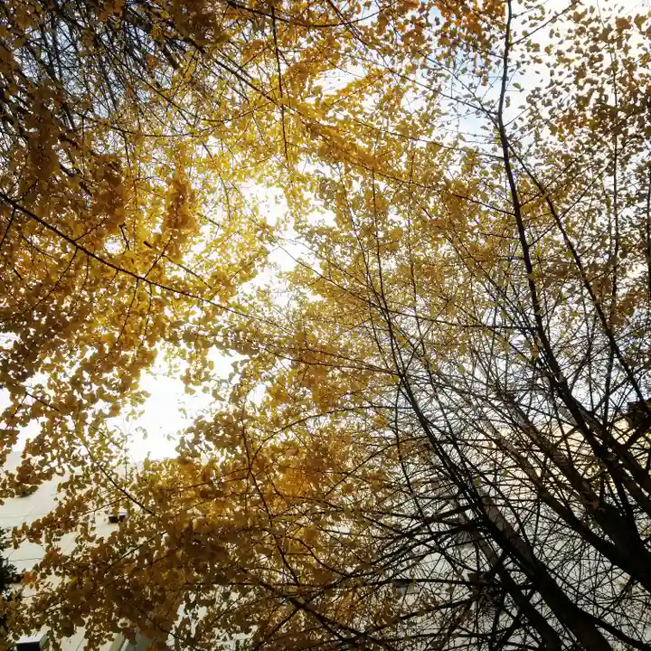 日本橋日枝神社の自然