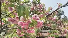 平野神社の自然