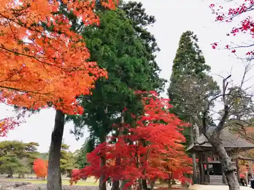 毛越寺の自然