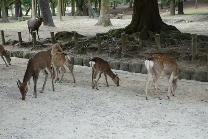 春日大社の動物