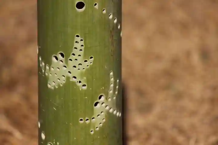 国宝 大法寺のその他建物