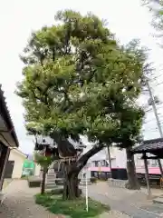 雷神社(東京都)