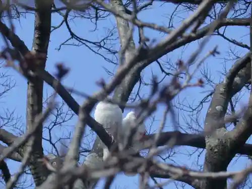 鶴岡八幡宮の動物