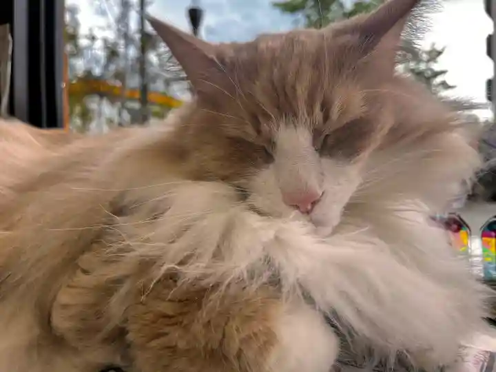 駒込妙義神社の{uncategorized: "未分類", other: "その他", undefined: "問題あり", building: "その他建物", grave: "お墓", sacred_gate: "鳥居", guardian: "狛犬", statue: "像", buddha: "仏像", history: "歴史", nature: "自然", garden: "庭園", animal: "動物", pagoda: "塔", temizu: "手水舎", mountain_gate: "山門・神門", sanctuary: "本殿・本堂", subordinate: "末社・摂社", art: "芸術", scenery: "景色", jizo: "地蔵", ema: "絵馬", goshuin: "御朱印", omikuji: "おみくじ", items: "授与品その他", amulet: "お守り", goshuincho: "御朱印帳", eats: "食事", festival: "お祭り", votive_dance: "神楽", shichigosan: "七五三参", wedding: "結婚式", experience: "体験その他", initially: "初詣", around: "周辺", anti_infection: "感染症対策"}