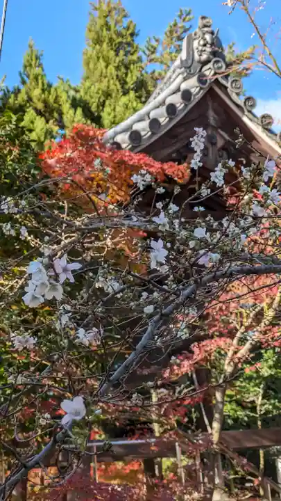 興聖寺(京都府)