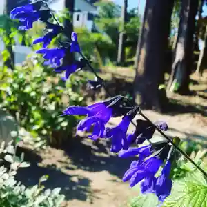 豊景神社の自然(2020年11月20日(金) 06時29分49秒投稿)