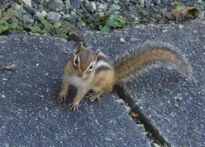 留辺蘂神社の動物