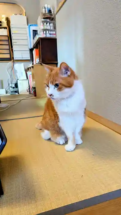 五十稲荷神社(栄寿稲荷神社)の動物