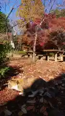 玉野御嶽神社の動物