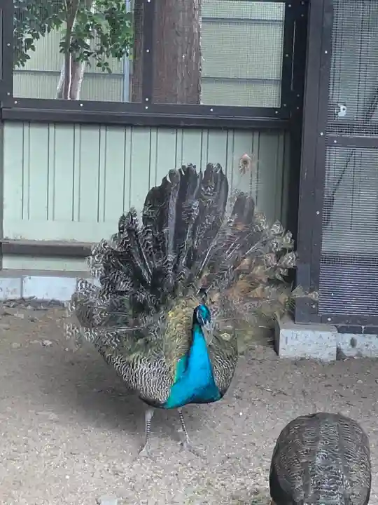 岩槻久伊豆神社の動物