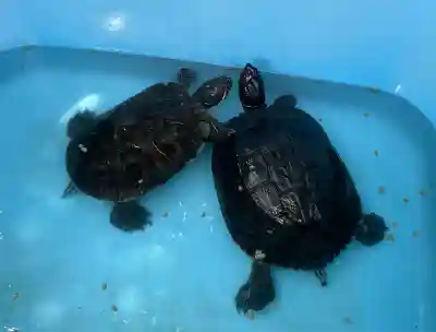 涌谷神社(宮城県)