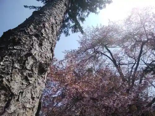 公園八幡宮の自然