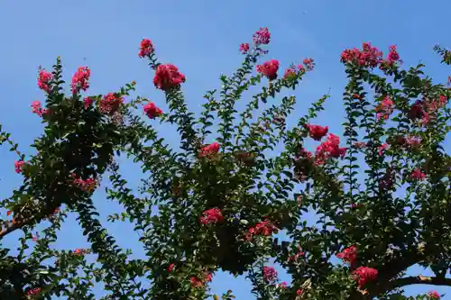 国宝 大法寺の自然