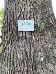 天神社（余坂天神社）の自然