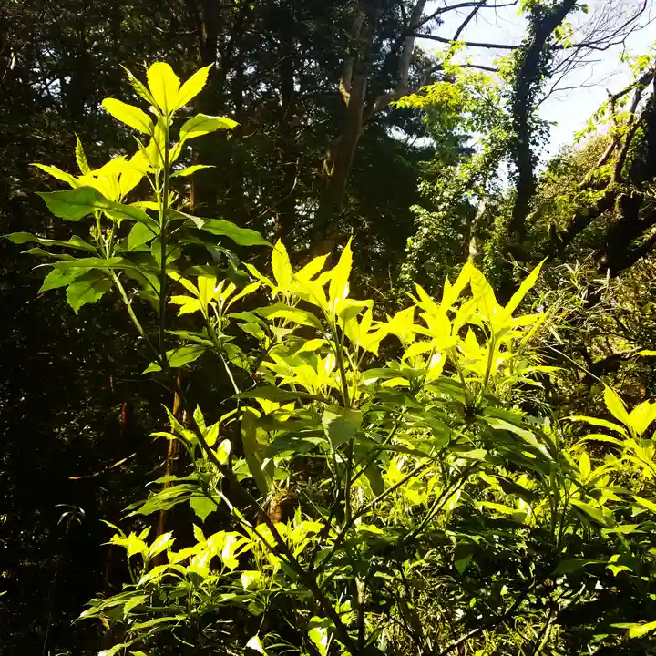 鹿島神宮の自然